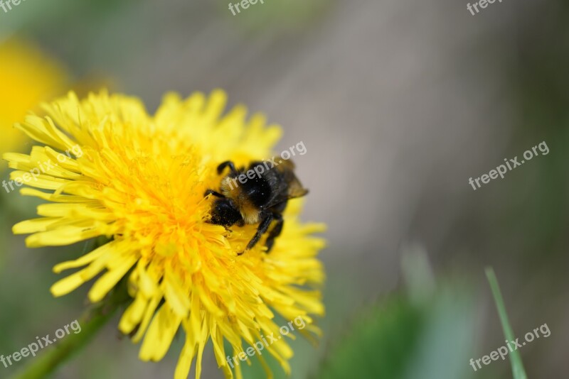 Hummel Blossom Bloom Close Up Spring