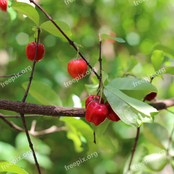 Acerola Nature Earth Free Photos