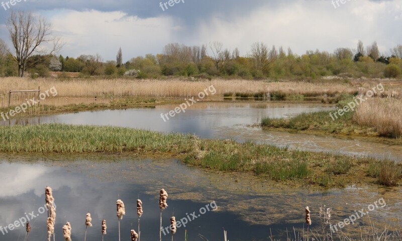 Reedbed Brandon March Warwickshire Nature Reserve Landscape