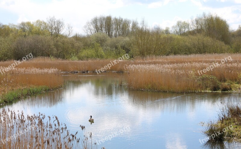 Reedbed Brandon March Warwickshire Nature Reserve Landscape