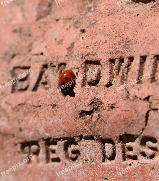 Ladybird Brick Text Lady Bird Red