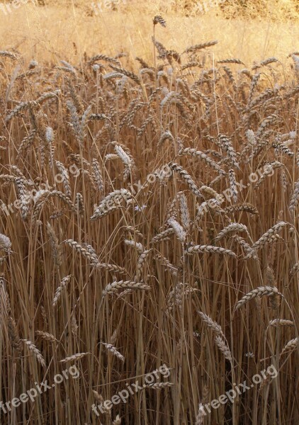 Wheat Corn Ears Grains Mature