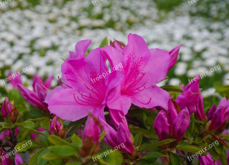 Flowers May Satsuki Flowering Otsu Park