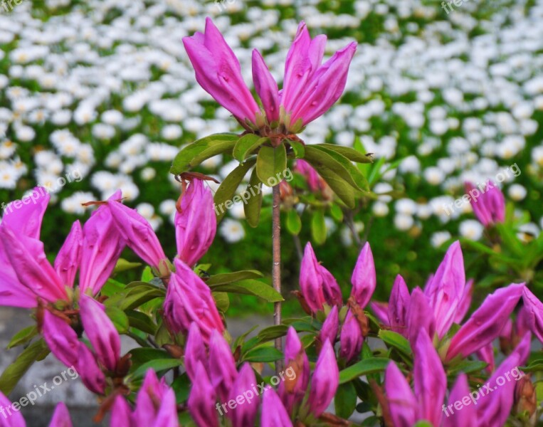 Flowers May Satsuki Bud Otsu Park