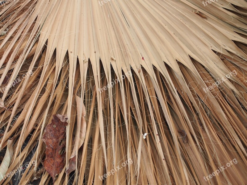 Dry Leaf Dried Nature Plant