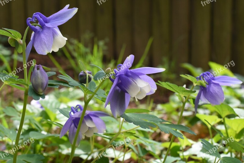 Wildflower Purple Seoul Spring Nature