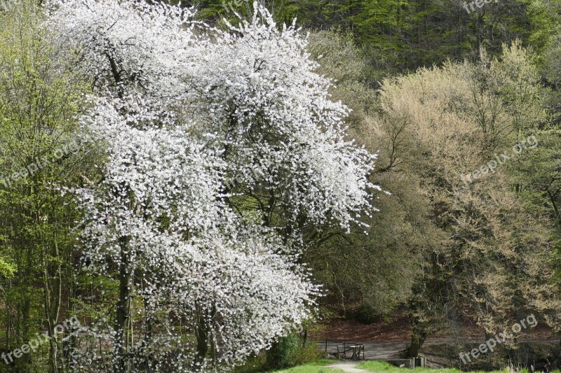 Spring Cherry Blossom Monastery Park White Blossom Blossom