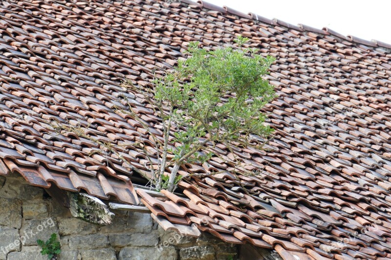 Ruin Roof Bäumchen Brick Lapsed