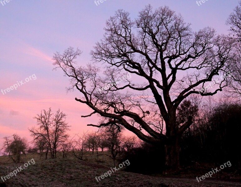 Oak 650 Years Old Morning 7 M Circumference Strong