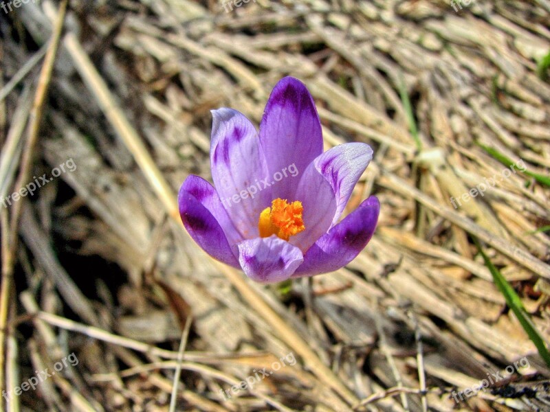 Krokus Flower Spring Polyana Meadow