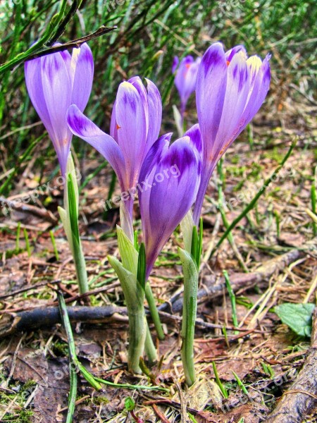 Krokus Flowers Spring Polyana Meadow