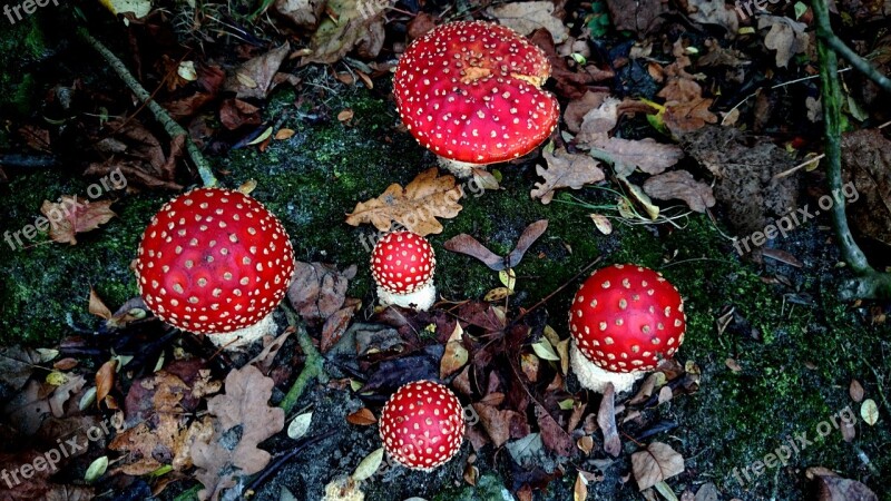 Fly Agaric Autumn Toxic Free Photos