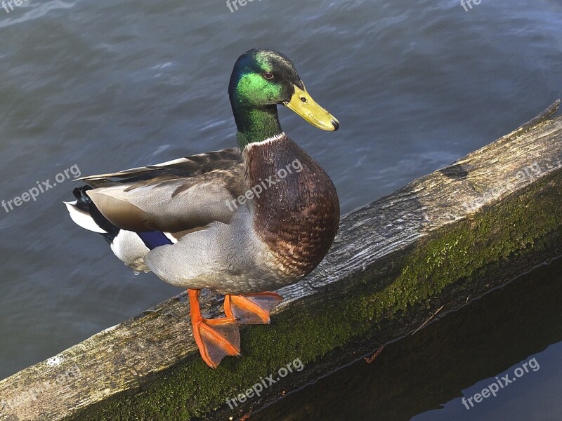 Mallard Drake Plumage Water Bird Male