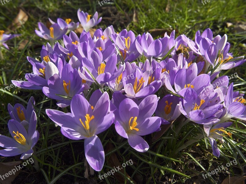 Crocus Flowers Spring Harbinger Of Spring Frühlingsanfang