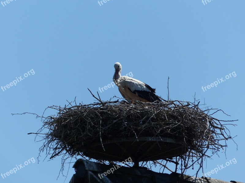 Stork New Beginning Spring Birth Nest