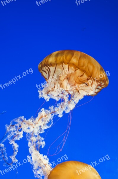 Vancouver Aquarium Jellyfish Jelly Fish Animal Marine