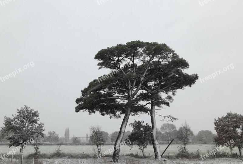 Turkey Snow Trees Snowing Free Photos