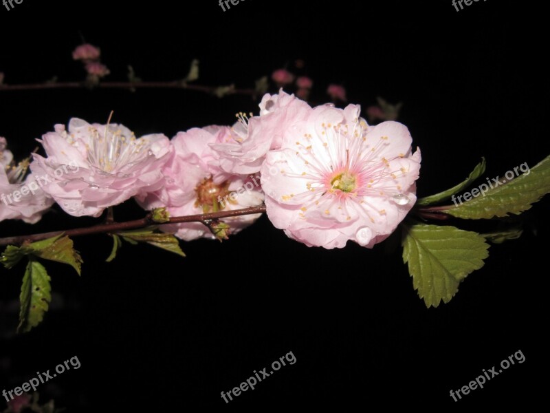 Cherry Blossom Cherry Blossom Branch Flowering Twig Rain Dew