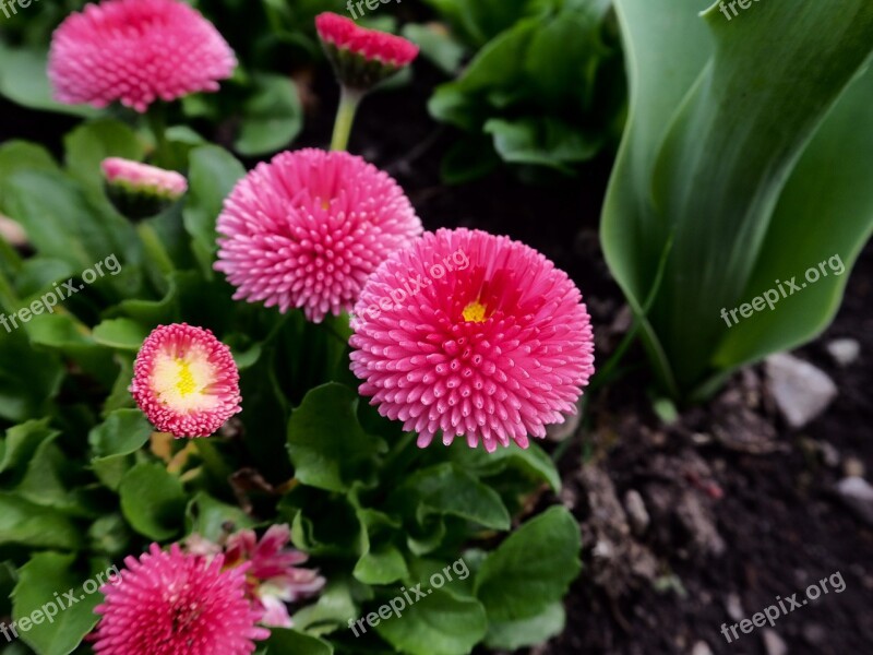 Flowers Pink Garden Nature Chrysanthemum Flower