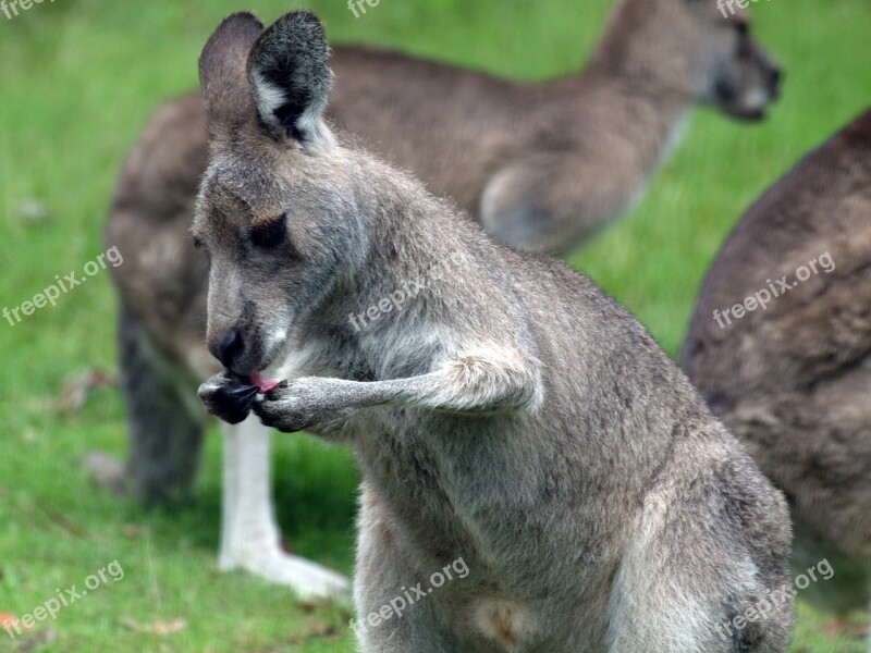 Kangaroo Roo Australia Wildlife Marsupial