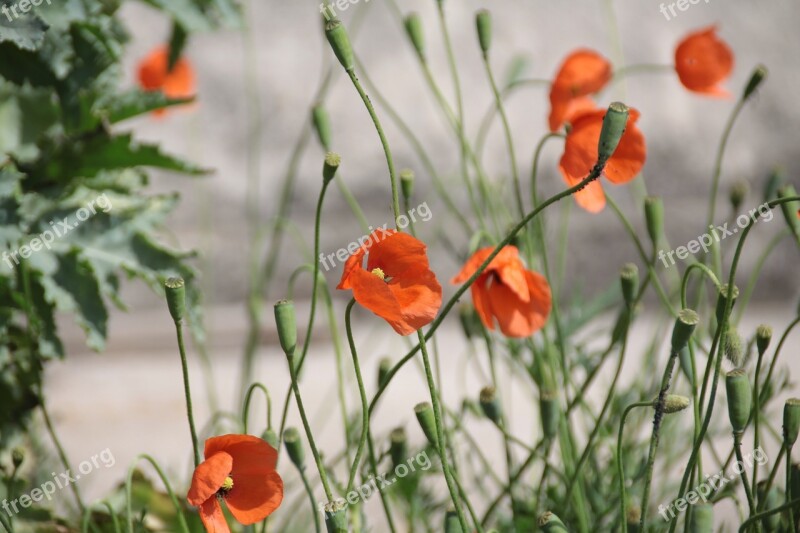 Poppy Red Flower Fleurs Des Champs Field Of Poppies