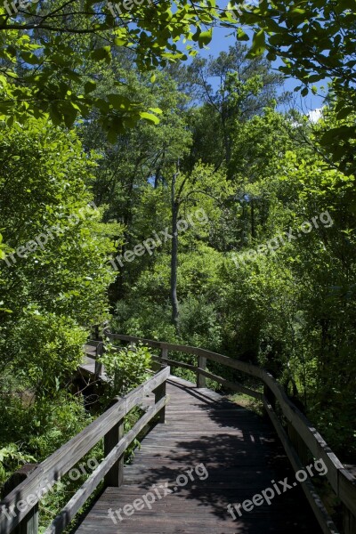 Trees Boardwalk Trail Nature Landscape