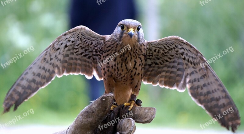 Falconry Falcon Birds Of Prey Birds Bird Of Prey