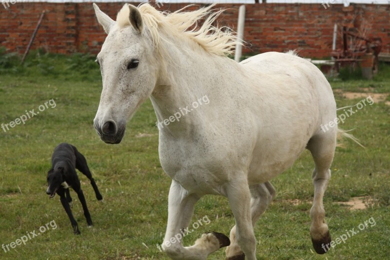 Confectioner Gallop Greyhound White Horse Character