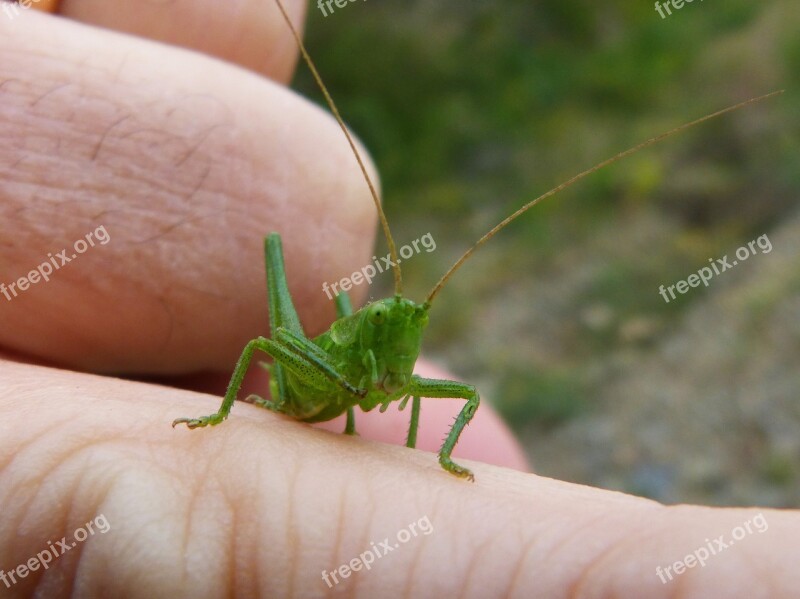 Green Grasshopper Tiny Lobster Finger Grasshopper