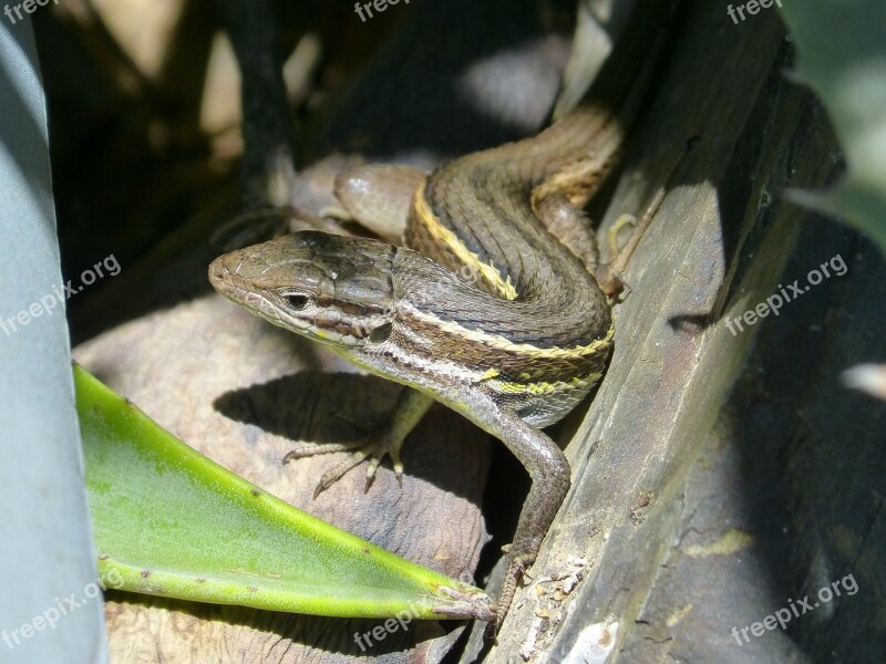 Lizard Sargantana Reptile Free Photos