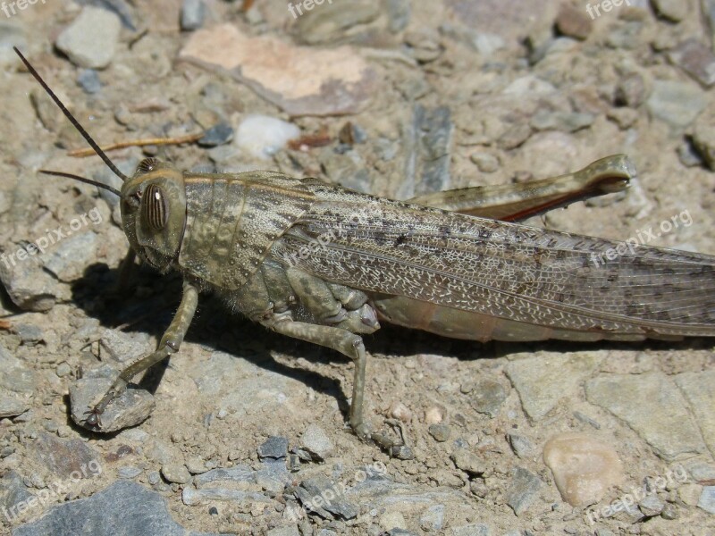 Grasshopper Lobster Orthopteron Detail Free Photos