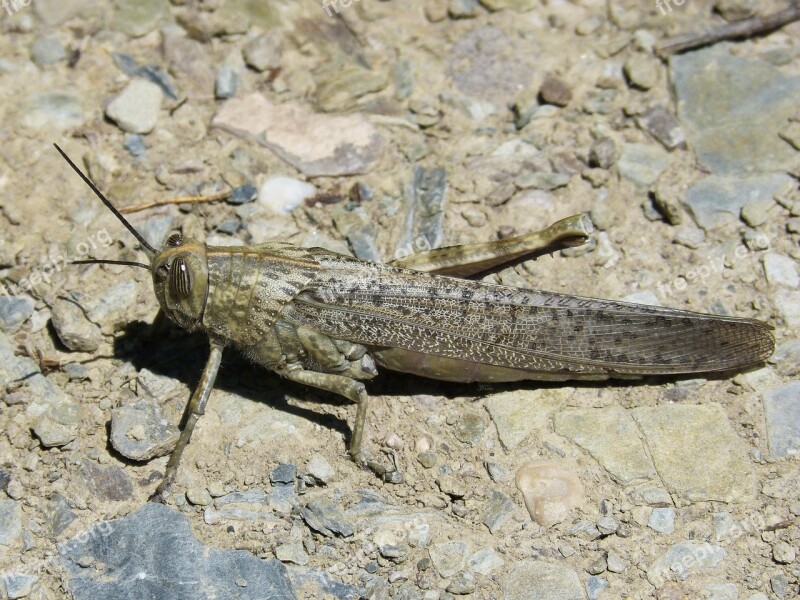 Grasshopper Lobster Orthopteron Detail Free Photos