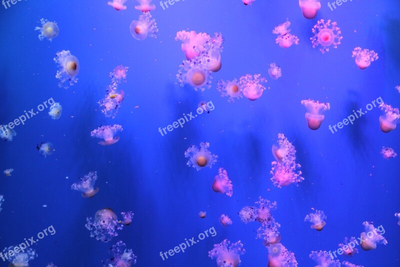 Jellyfish Sea Aquarium Zoo Sea Animal