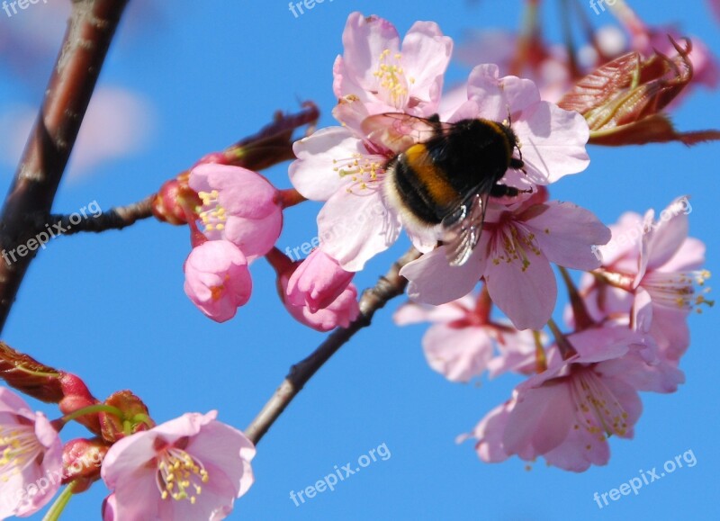 Spring Sakura Bloom Bumblebee Cherry Blossom