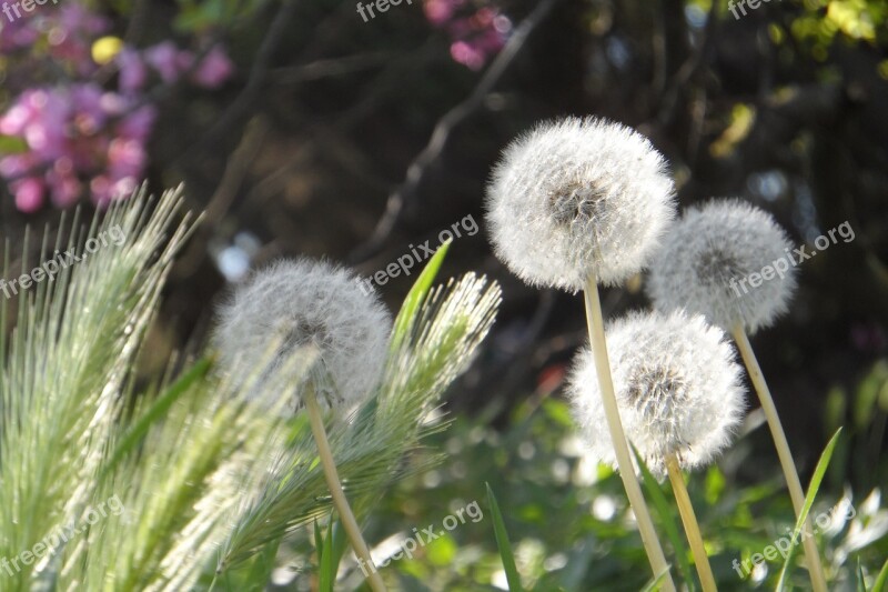 Flower Grass Tanpopo Italy Roma Macro