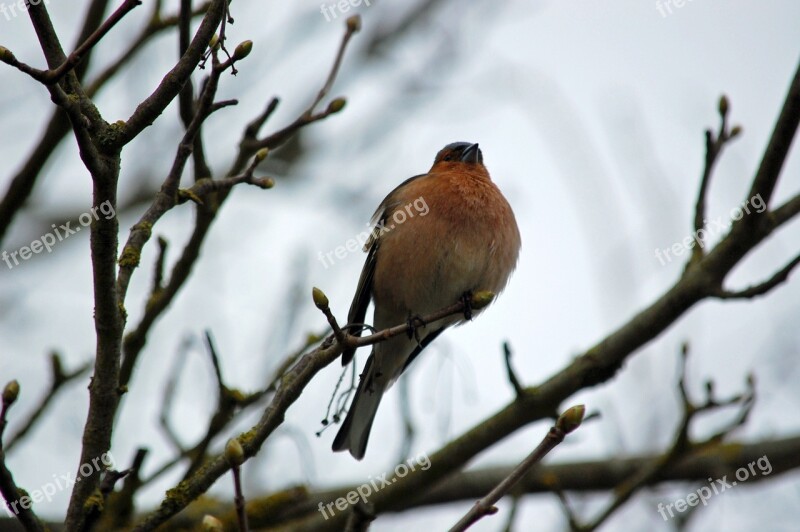 Robin Branch Bird Nature Free Photos