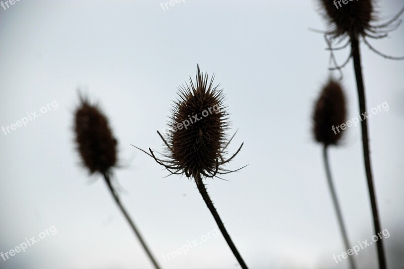 Thistle Blue Background Shadow Free Photos