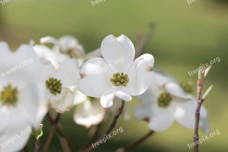 Flower White Nature Spring Floral