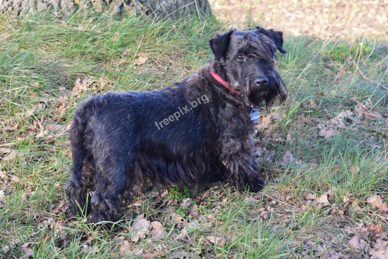 Cesky Terrier Czech Terrier Bohemian Terrier Purebred Dog Dog