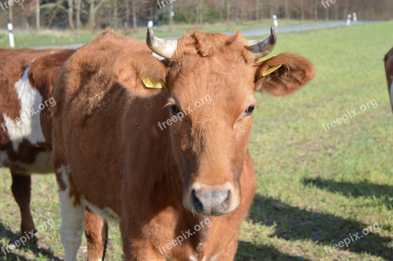 Cow Beef Horns Pasture Free Photos