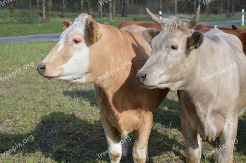 Cow Beef Simmental Cattle Pasture Coupling