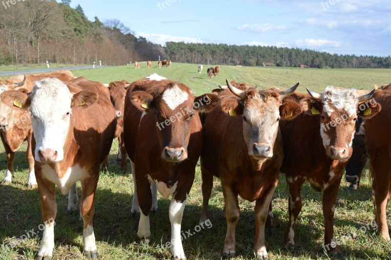 Cows Cattle Simmental Cattle Pasture Coupling