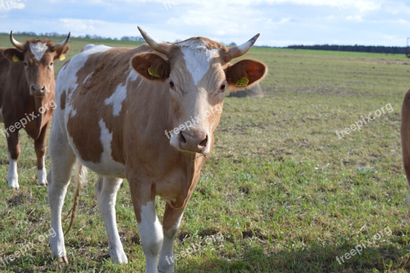 Cow Beef Simmental Cattle Horns Pasture