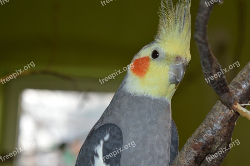 Cockatiel Ziervogel Hood Grey Free Photos