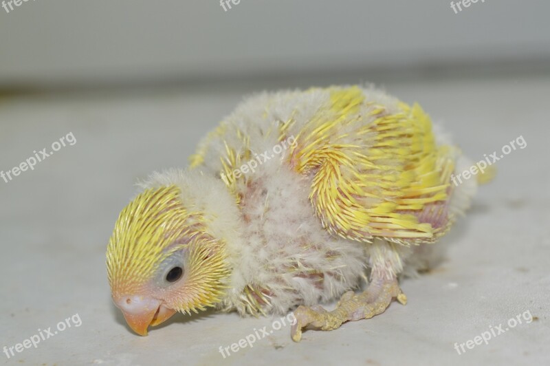 Budgie Chicks Baby Slip Free Photos