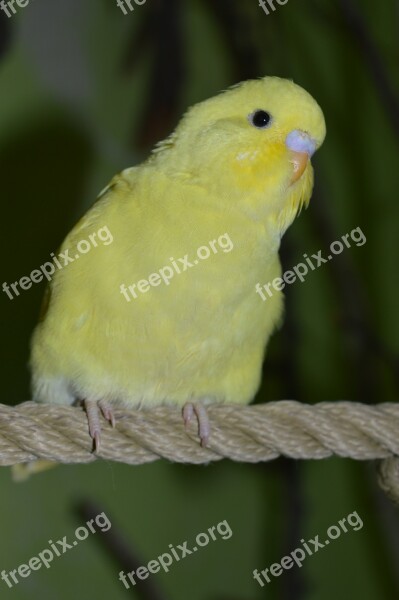 Budgie Ziervogel Yellow Free Photos