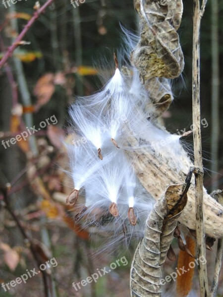 Milkweed Seeds Fluff Dried Pod