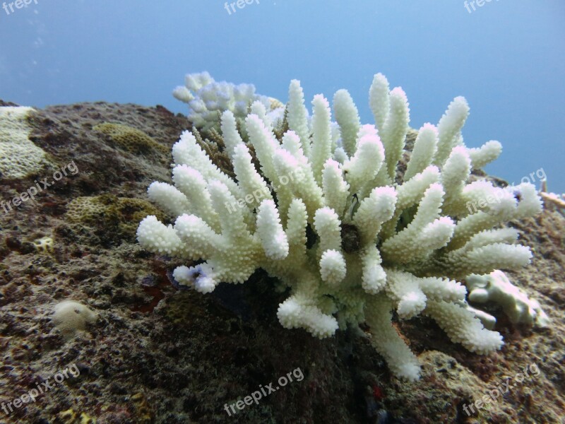 Coral Diving Sea Free Photos