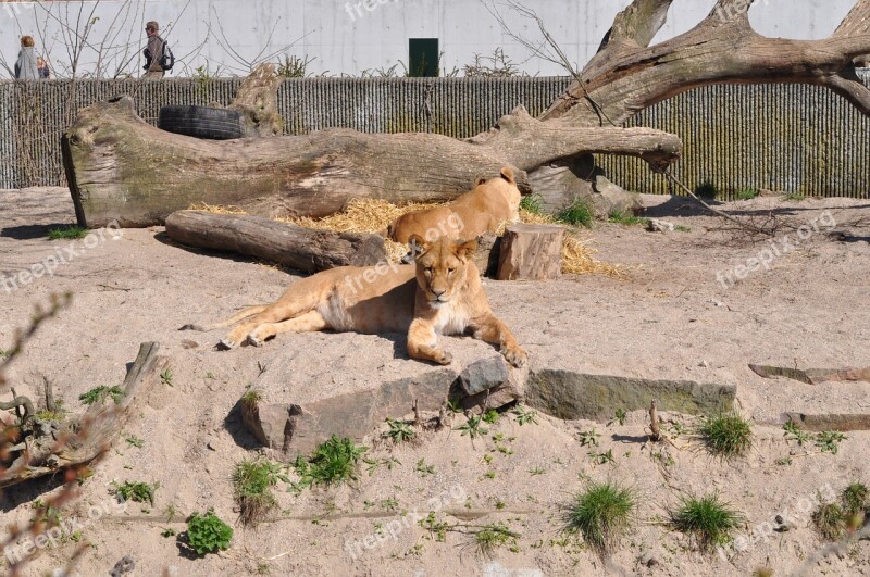 Zoo Lioness Expensive Free Photos