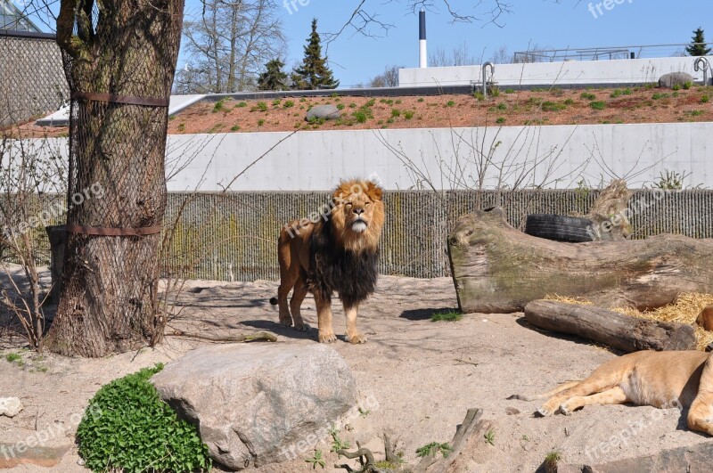 Zoo Male Lion Expensive Free Photos